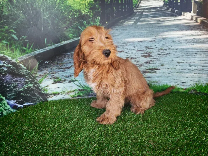 Petit chien beige assis sur l'herbe près d'un chemin ensoleillé dans un jardin.