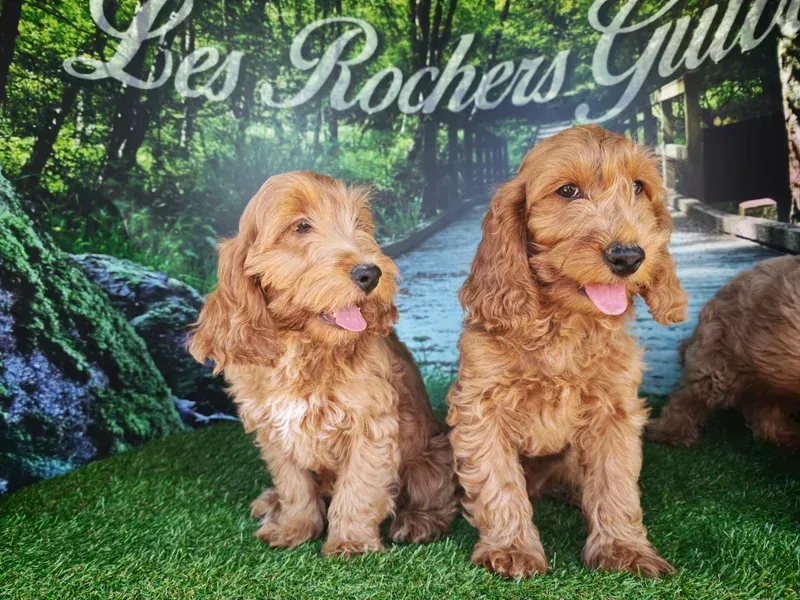 Deux adorables chiots bruns assis dans l'herbe devant un décor évoquant la forêt.