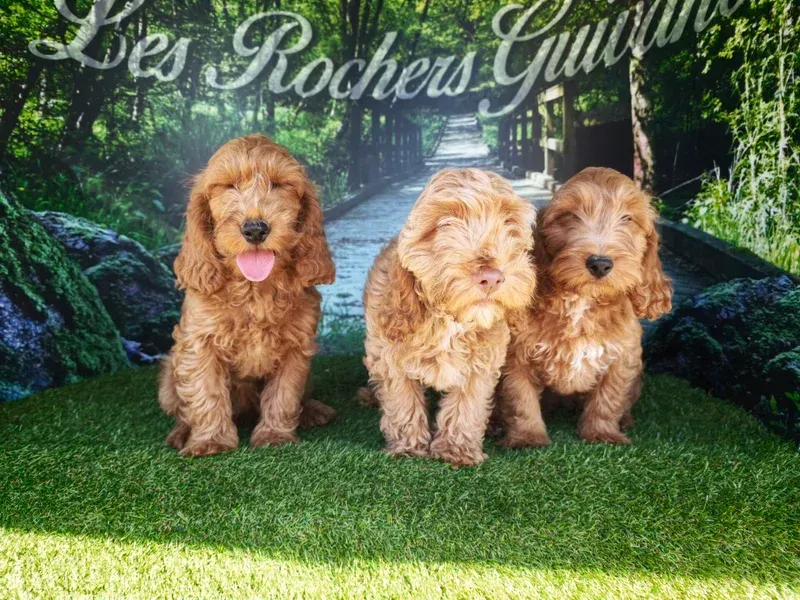 Trois adorables chiots bruns assis dans l'herbe d'un jardin.