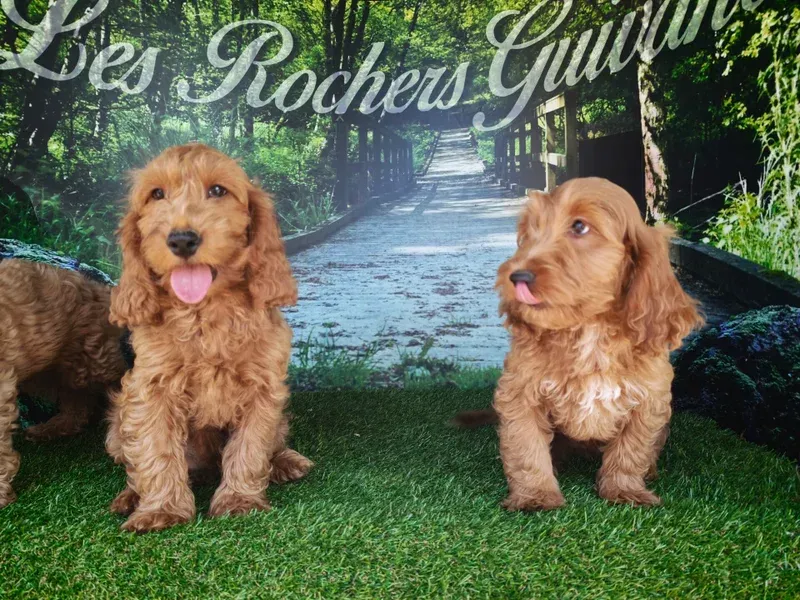 Deux chiots beiges sont assis sur l'herbe.
