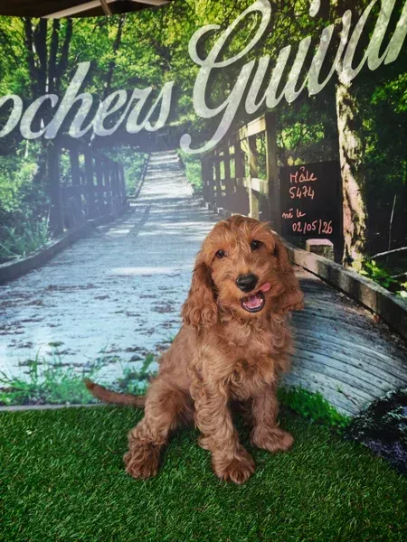 Chien brun assis sur l'herbe devant un chemin de jardin en arrière-plan, la langue pendante et l'air heureux.