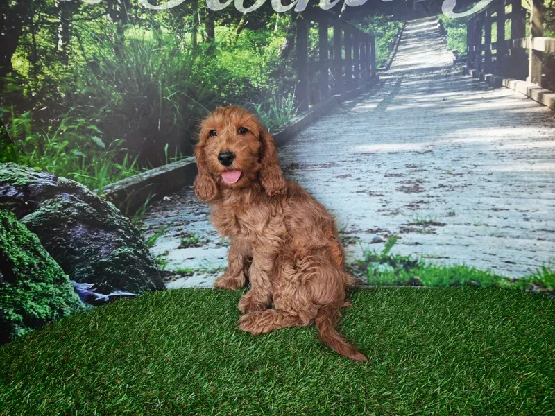 Chien brun à poils frisés assis sur l'herbe verte devant un chemin forestier en arrière-plan, la langue pendante.