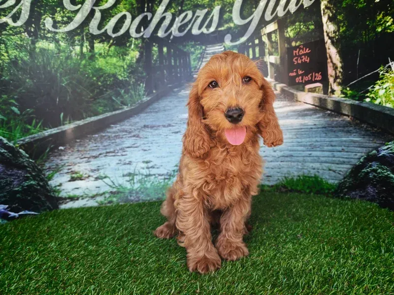 Un chiot beige bouclé assis sur l'herbe verte devant un paysage routier pittoresque.