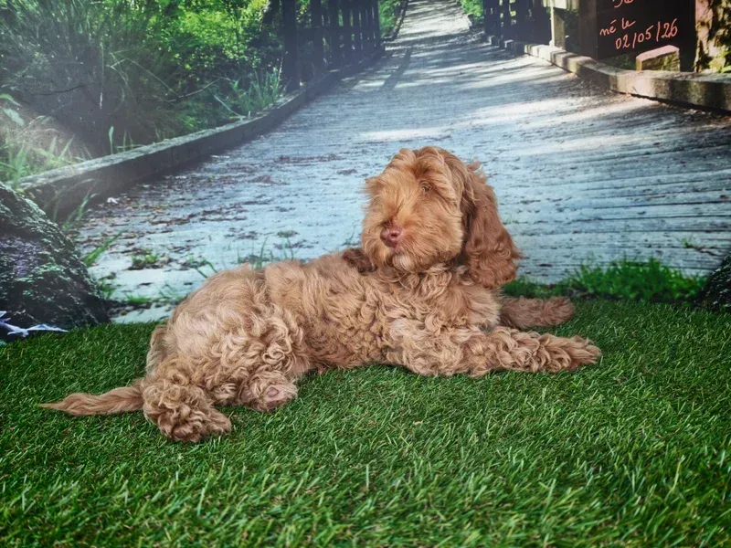 Chien beige à poils bouclés allongé dans l'herbe devant un sentier pittoresque en arrière-plan.