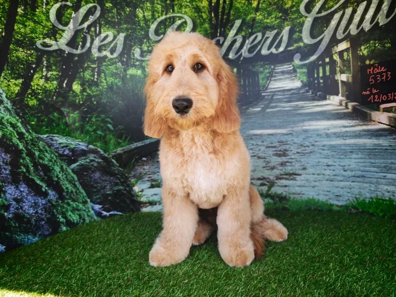 Chiot golden retriever assis sur l'herbe devant un chemin boisé en arrière-plan, avec une signalétique en écriture cursive.
