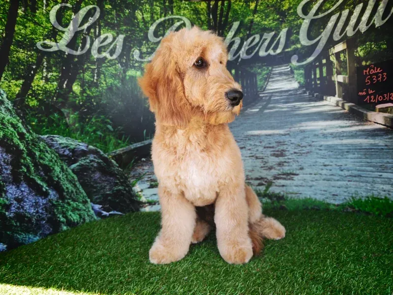 Chien beige clair assis sur l'herbe devant un chemin forestier.
