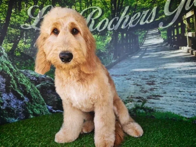 Chiot goldendoodle assis sur l'herbe verte devant un chemin de jardin en arrière-plan.