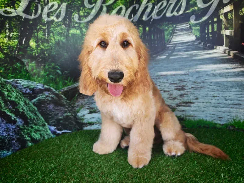 Chiot golden retriever assis sur l'herbe verte, avec un chemin de pierres et un jardin feuillu en arrière-plan.