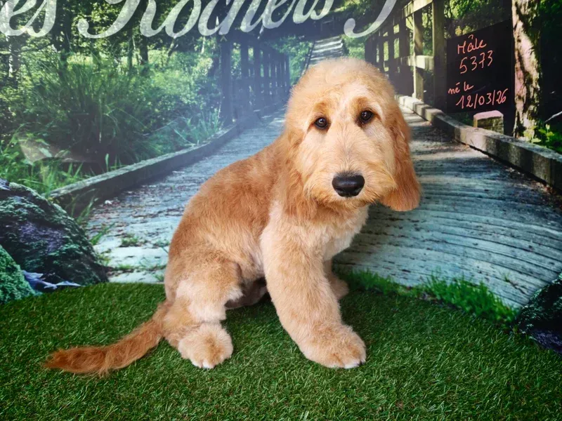 Chiot brun clair assis sur de l'herbe verte devant un chemin forestier en arrière-plan.
