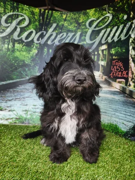 Petit chien noir à la poitrine blanche assis dans l'herbe devant un décor pittoresque.