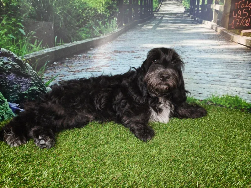 Chien noir couché sur l'herbe verte au bord d'un chemin ensoleillé dans un parc.
