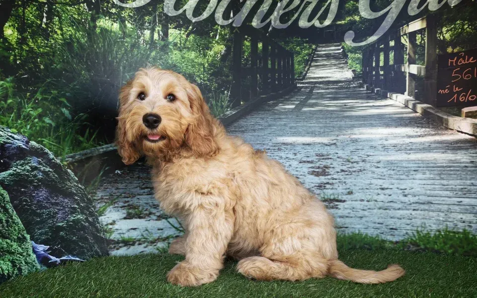 Chien beige clair assis dans l'herbe devant un chemin forestier en arrière-plan.