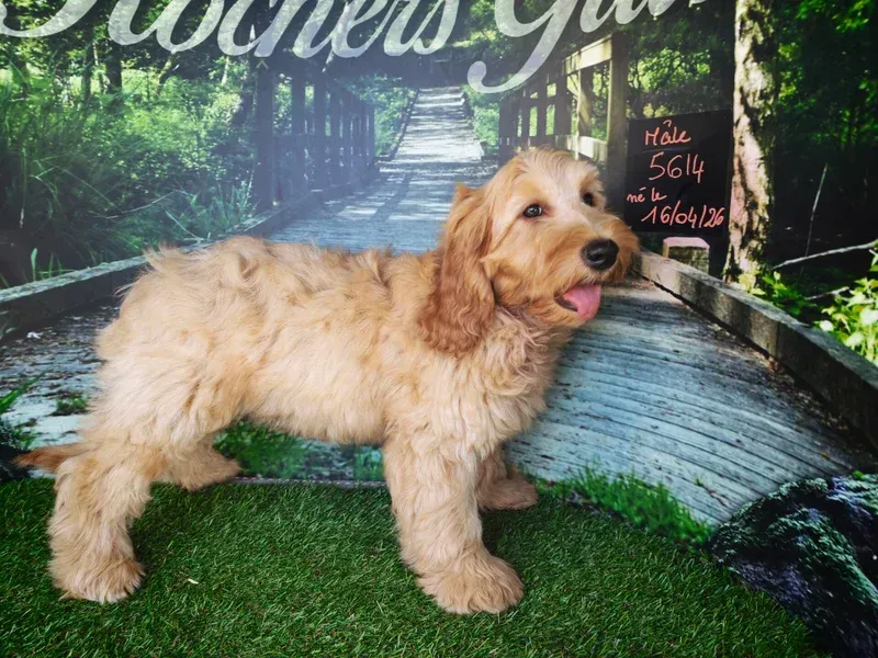 Chien couleur crème debout sur l'herbe devant un décor forestier pittoresque, la langue sortie, au pelage soigné.