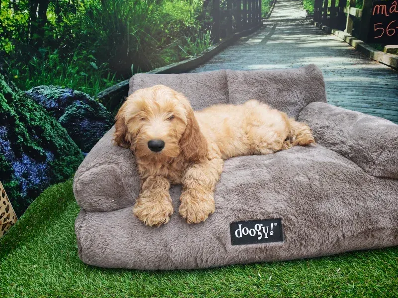 Chien beige à poils longs allongé sur un coussin gris pour animaux, à l'extérieur, sur un chemin.