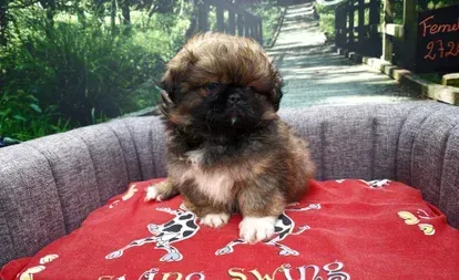 Un petit chiot assis sur une couverture rouge à l'extérieur, sur un canapé.