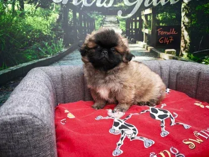 Petit chien assis sur un canapé gris avec une couverture rouge à motif.