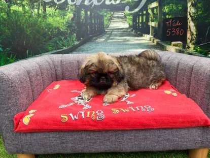Petit chien à poil long allongé sur un coussin rouge, sur un canapé gris.