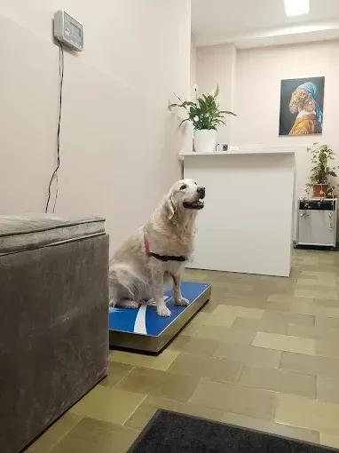 Perro blanco sentado sobre una alfombra azul en un pasillo o sala de clínica con plantas y un cuadro enmarcado en la pared.