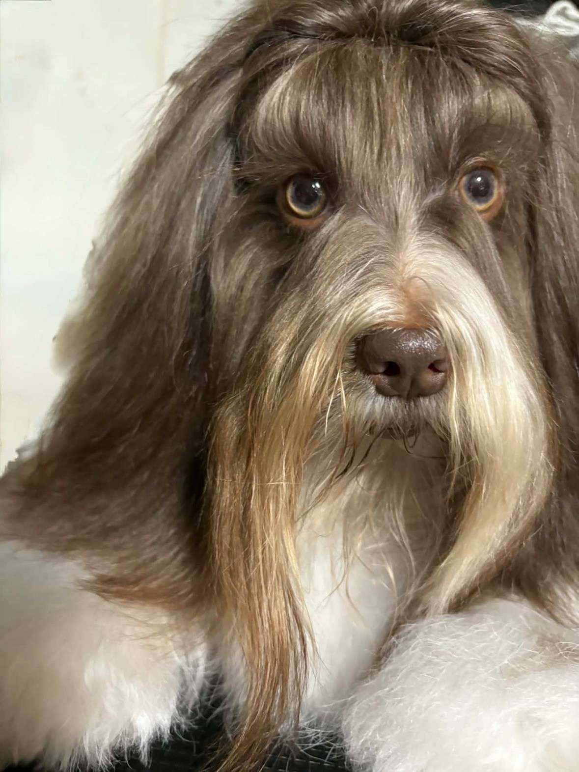 Perro de pelo largo, marrón y blanco, con orejas caídas, mirando fijamente a la cámara.