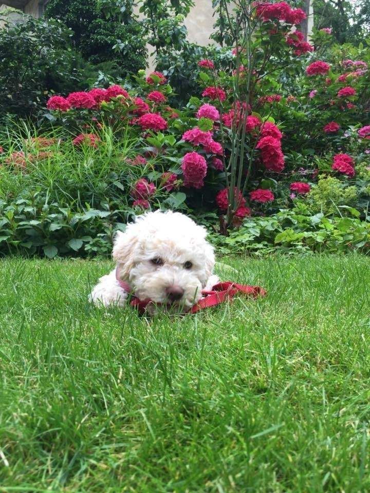 Un perrito blanco yace sobre hierba verde con flores y arbustos rosas al fondo.
