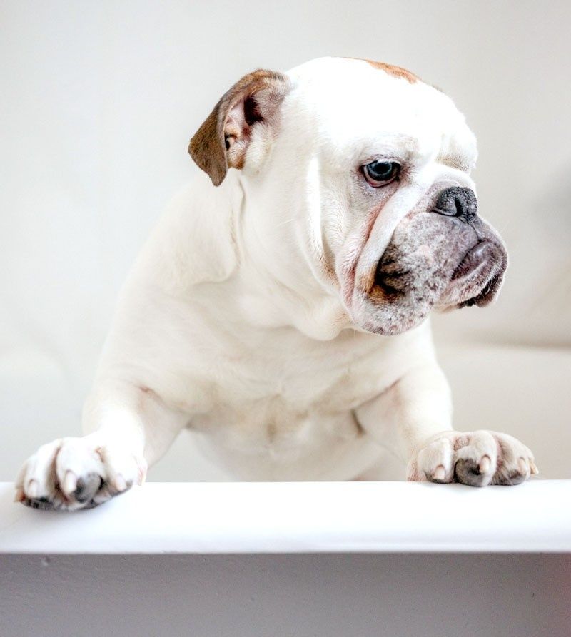 Bulldog blanco apoyado en una cornisa, mirando hacia un lado contra un fondo claro.