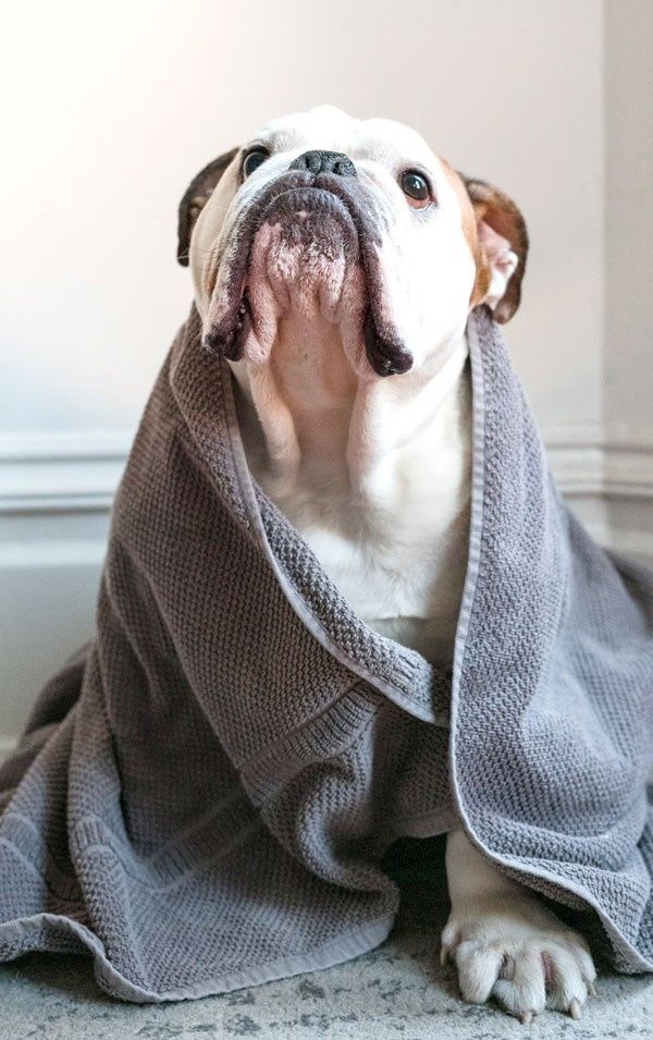 Bulldog envuelto en una manta gris, mirando hacia arriba con expresión tranquila.