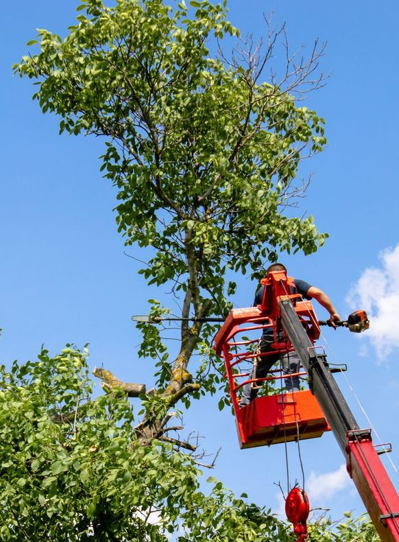 Élagueur dans une nacelle en train de tailler un arbre