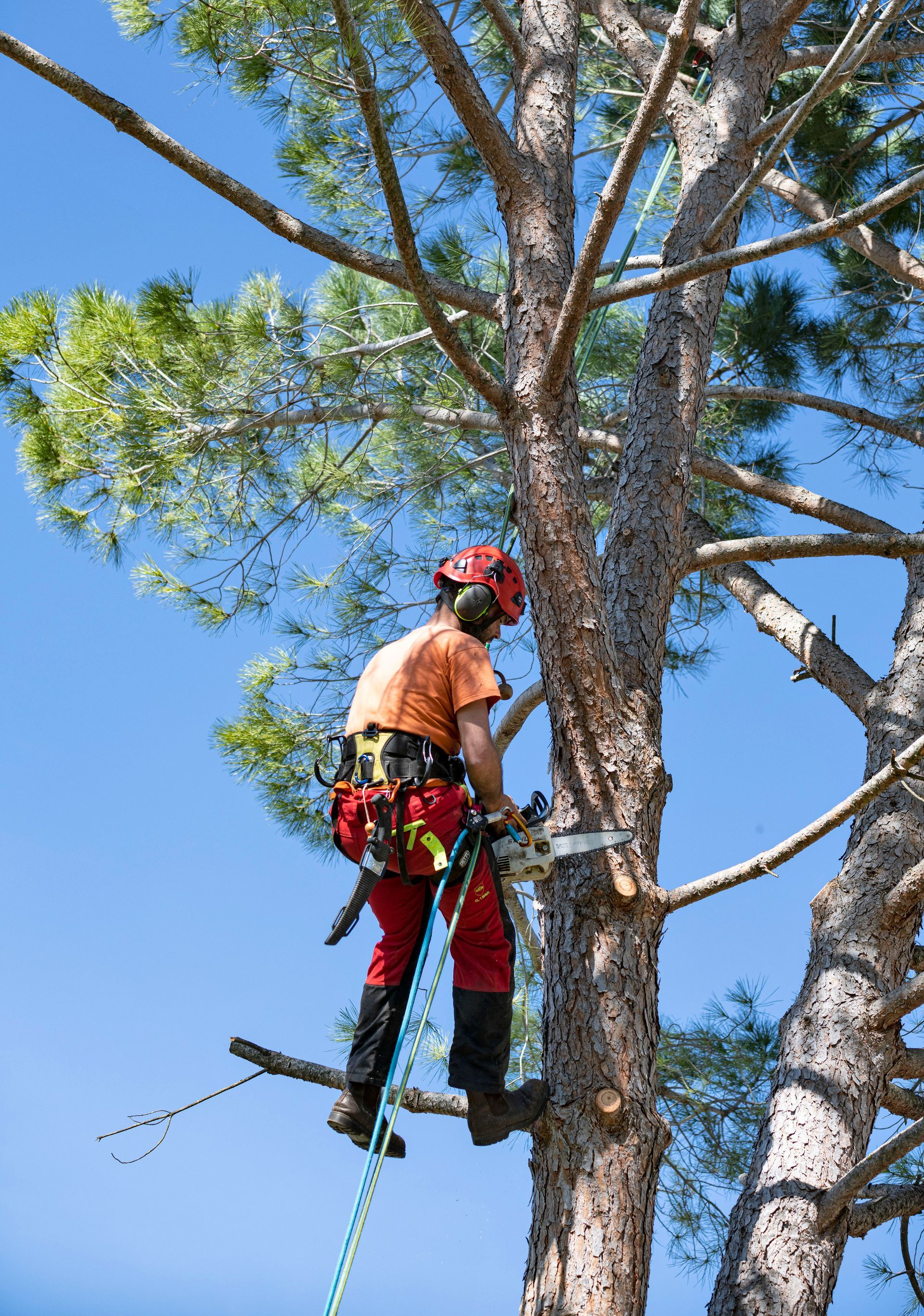 Elagueur grimpeur en train de tailler un arbre