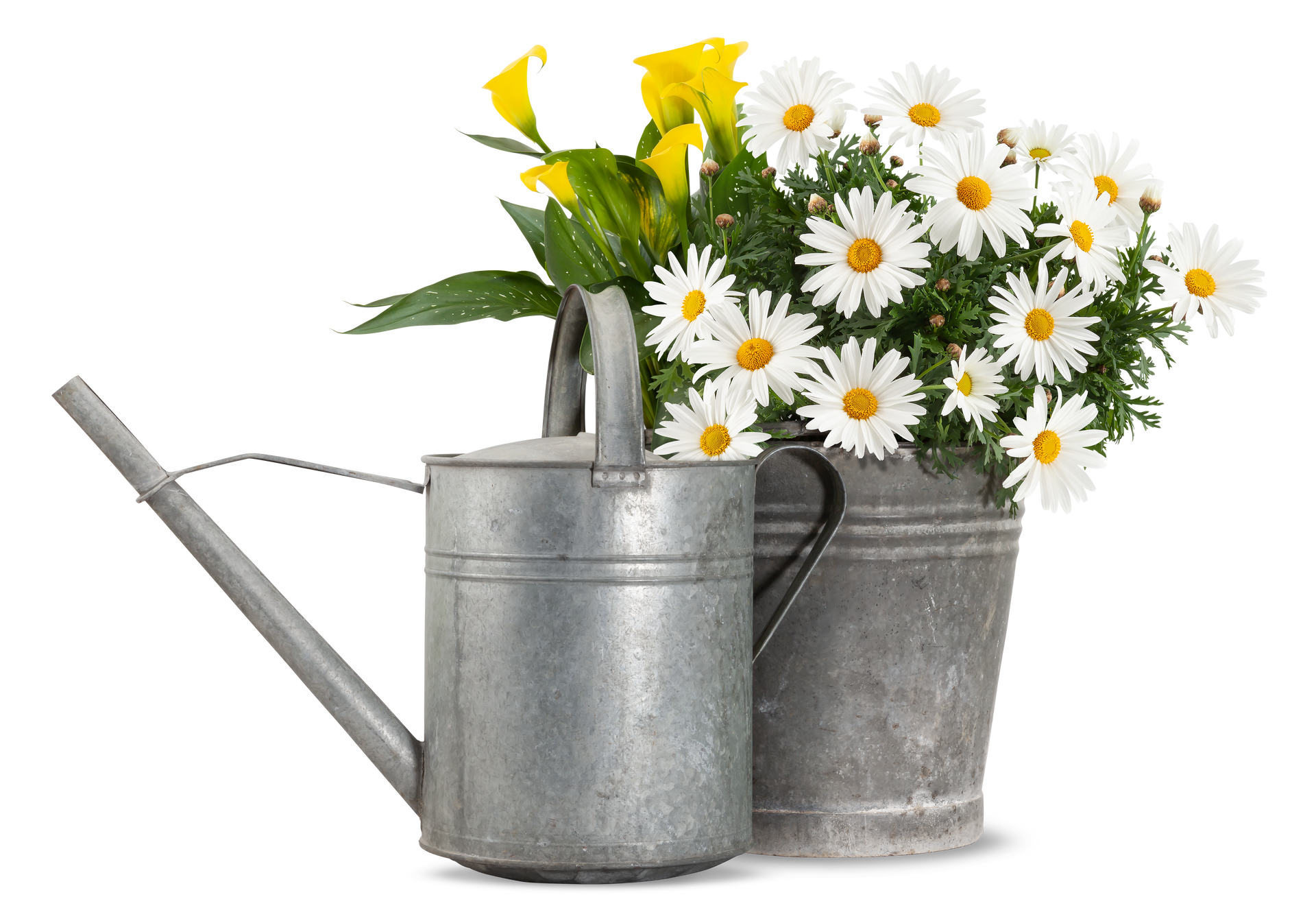Fleurs dans un arrosoir en métal