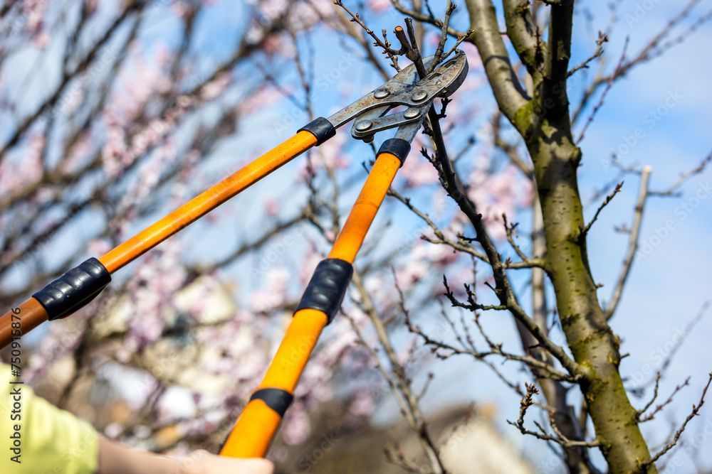 Arbre fruitier taillé par un paysagiste