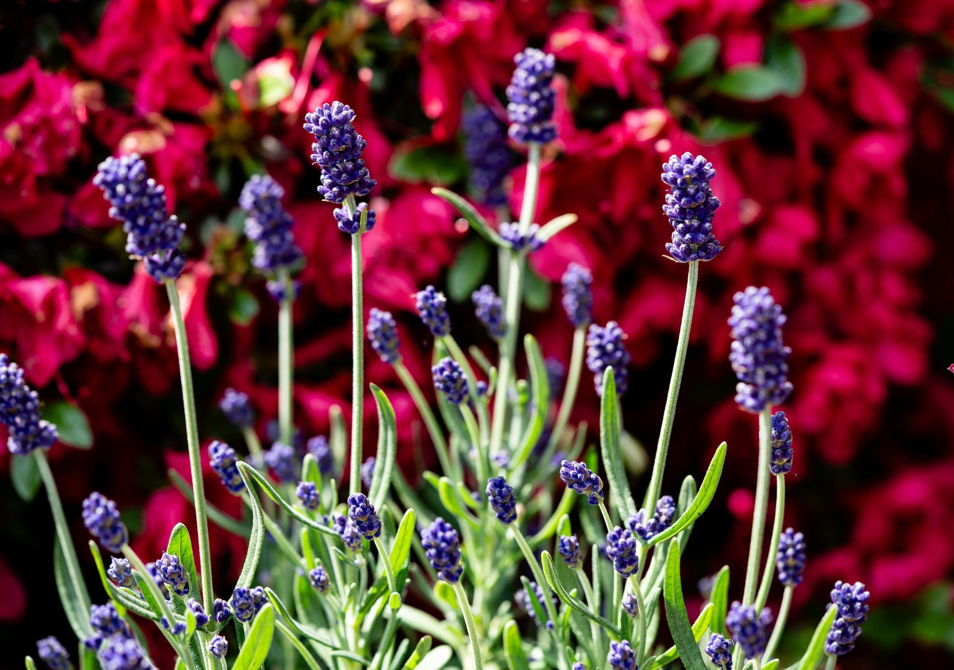 Lavandes devant un massif de fleurs