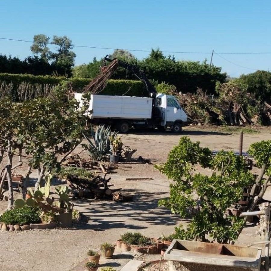 Travaux d'élagage en cours