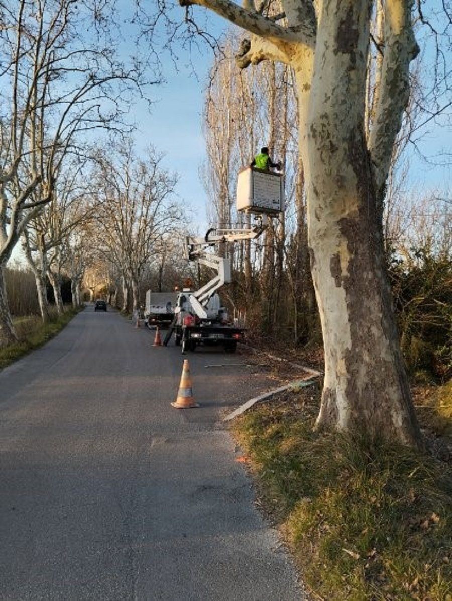 Travaux d'élagage au moyen d'une nacelle élévatrice
