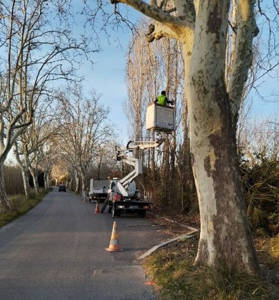 Élagueur dans une nacelle élavatrice