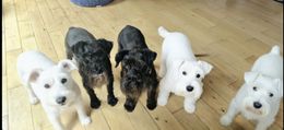 Resident Schnauzers at The Grumpy Schnauzer Hot Tub Suites