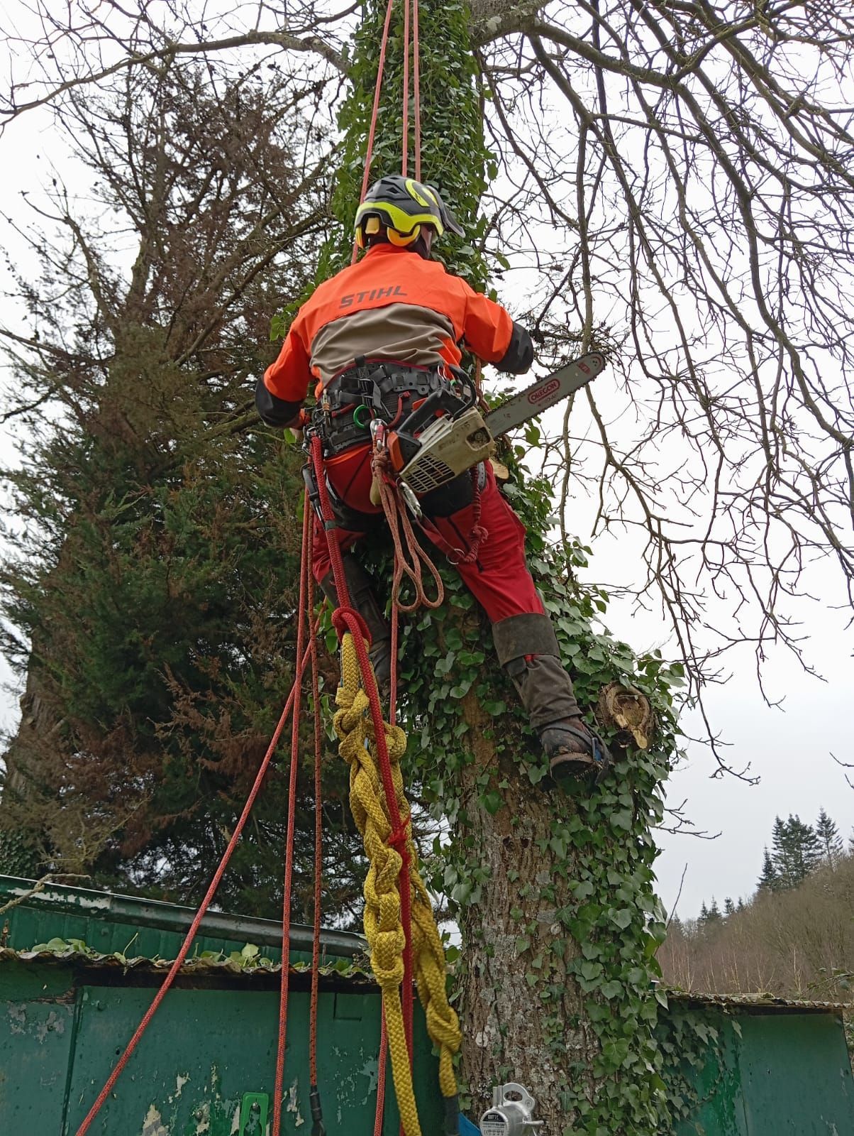 Un élagueur en tenue de sécurité orange grimpe à un grand arbre à l'aide de cordes et d'un harnais près d'un bâtiment.