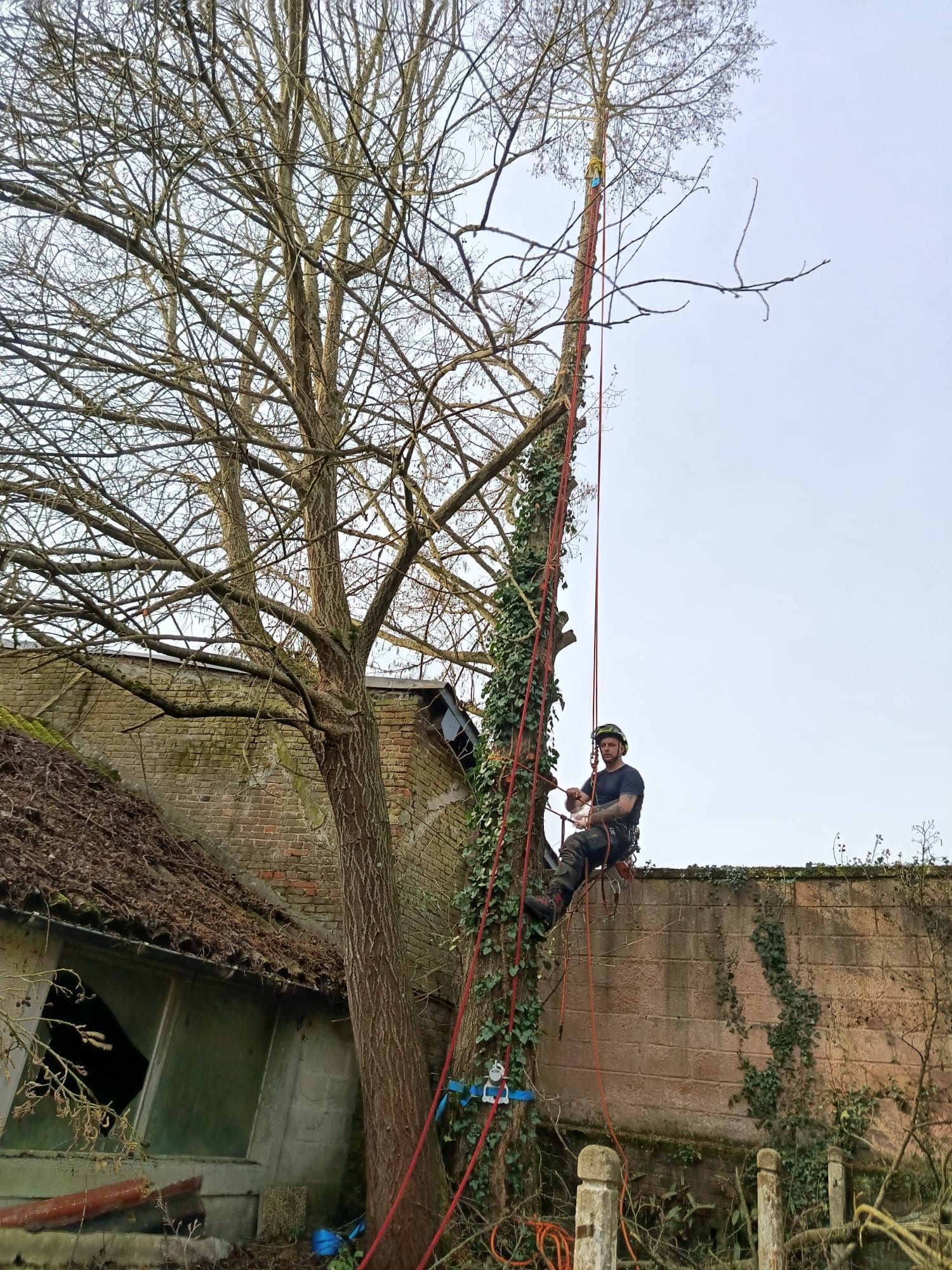 Personne dans un arbre utilisant une échelle rouge à côté d'un mur recouvert de vigne à l'extérieur.