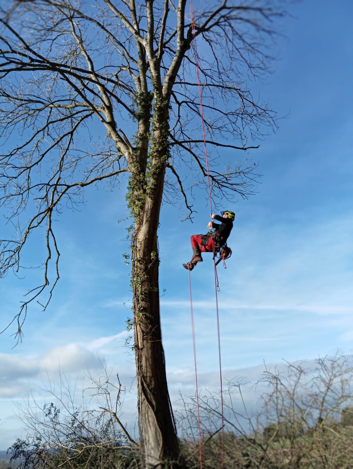Un grimpeur en équipement rouge descend en rappel d'un grand arbre dénudé.