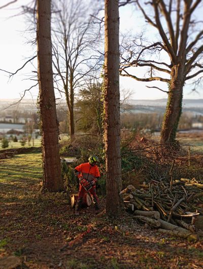 Une personne en veste rouge se tient près d'un arbre dans une zone boisée avec une rivière et un pont en arrière-plan.