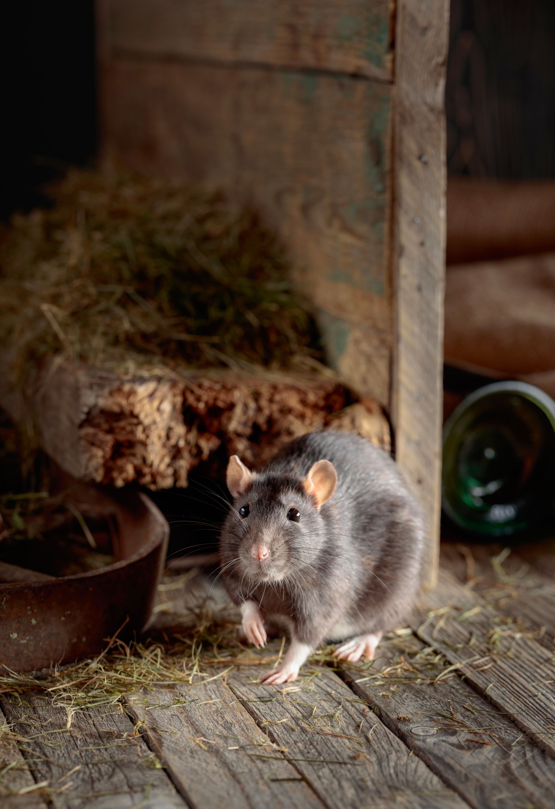 Rat gris sur un plancher en bois à côté d'un bol et d'une bûche dans un intérieur rustique.