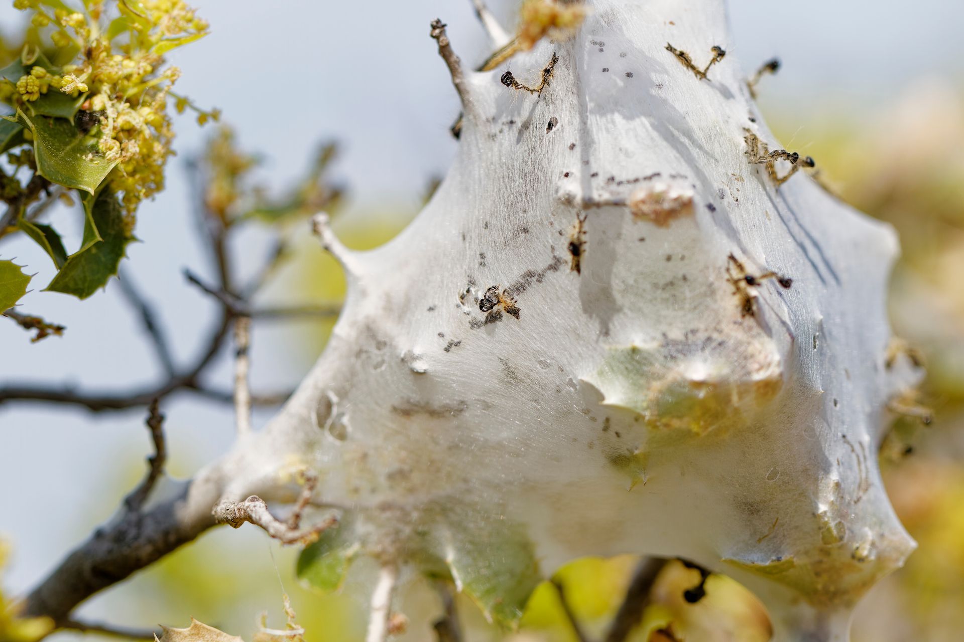 Nid de chenilles processionnaires suspendu à une branche d'arbre avec de petits insectes dessus.