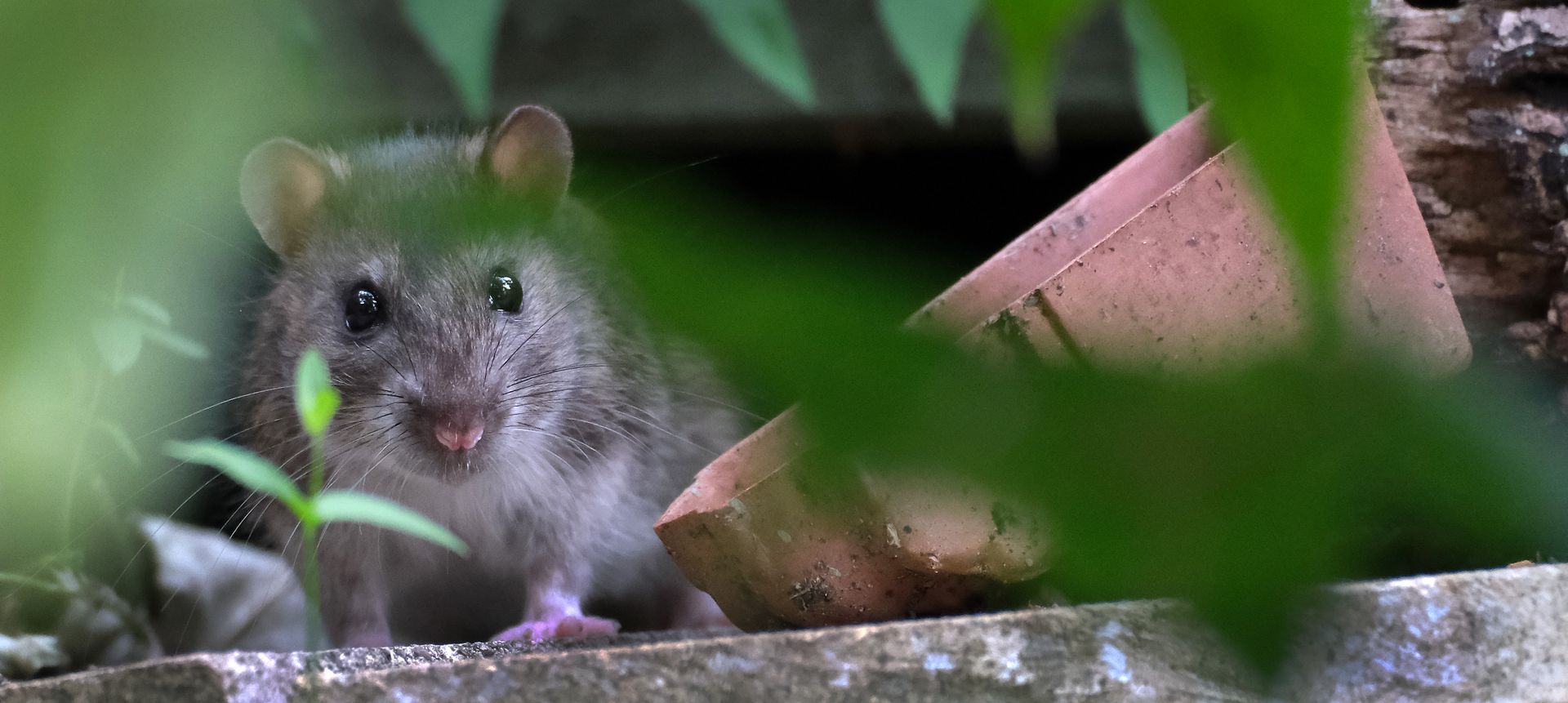 Petit rongeur gris regardant à travers des feuilles près d'un rebord en pierre.