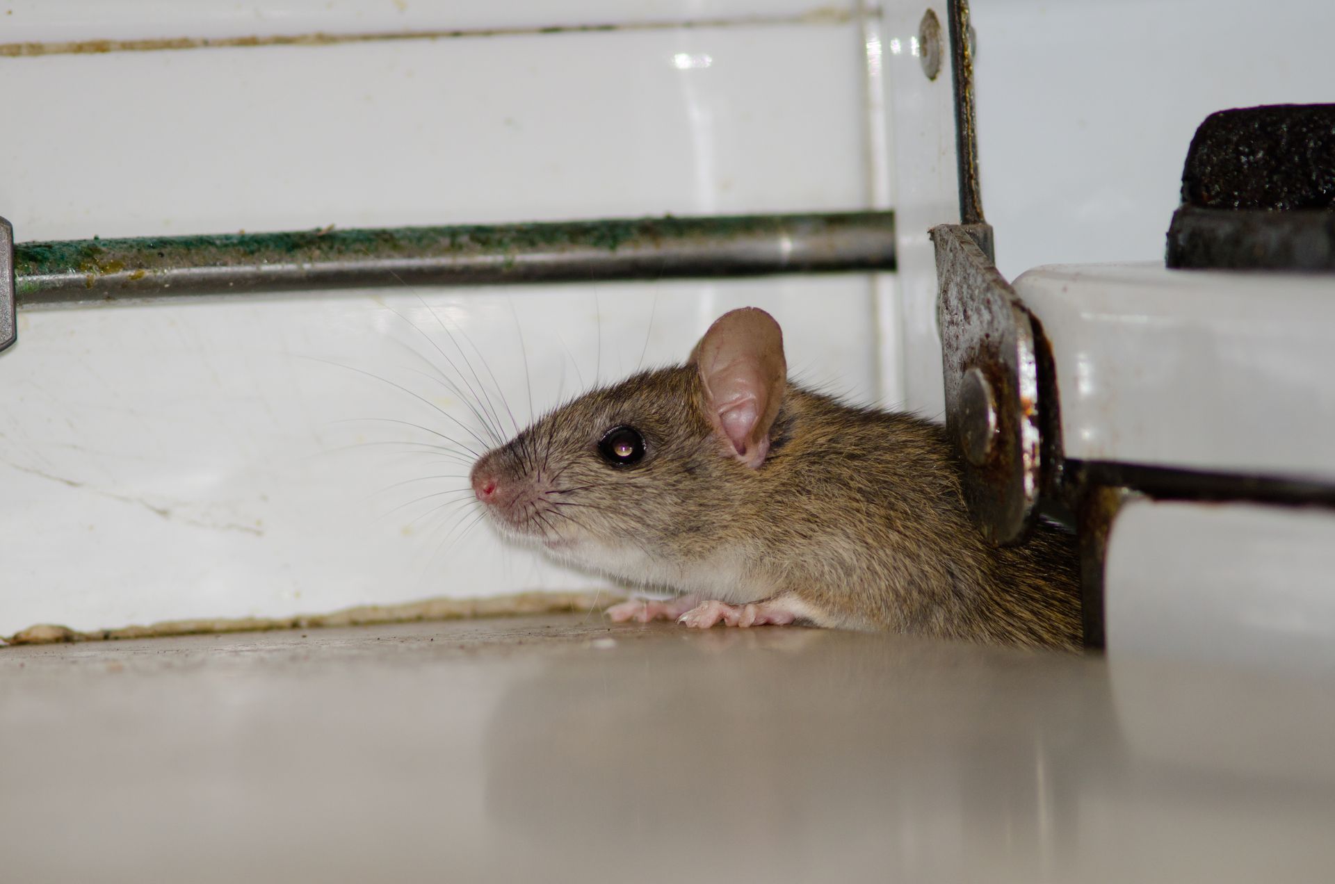 Une petite souris brune se cache derrière un appareil électroménager blanc dans un coin de la cuisine.