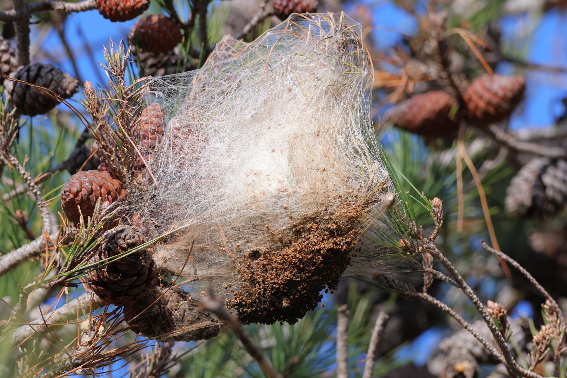 Nid de chenilles processionnaires sur une branche de pin.