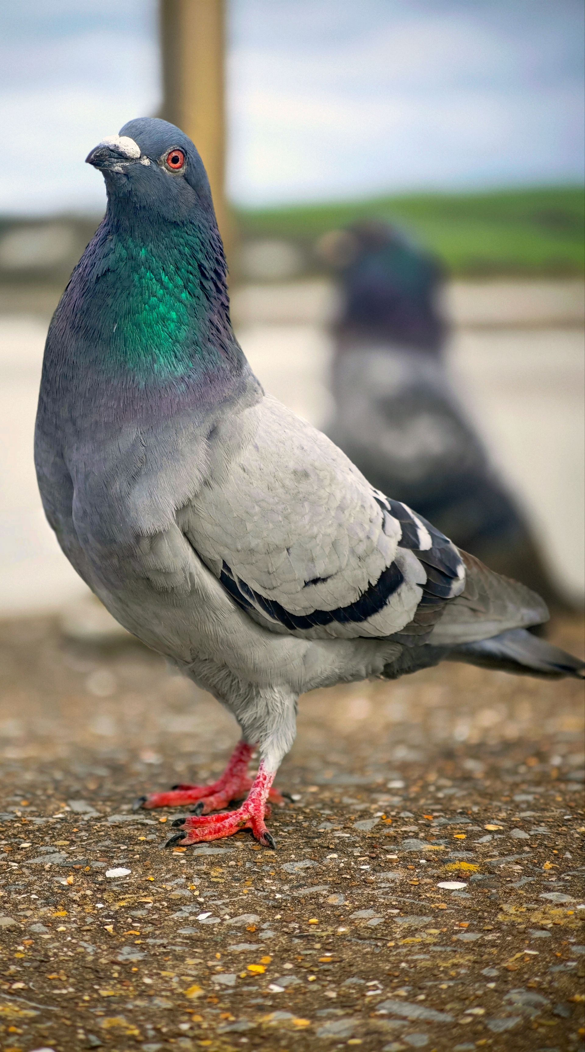 Pigeon gris au cou vert irisé debout sur le trottoir, pattes rouges visibles.