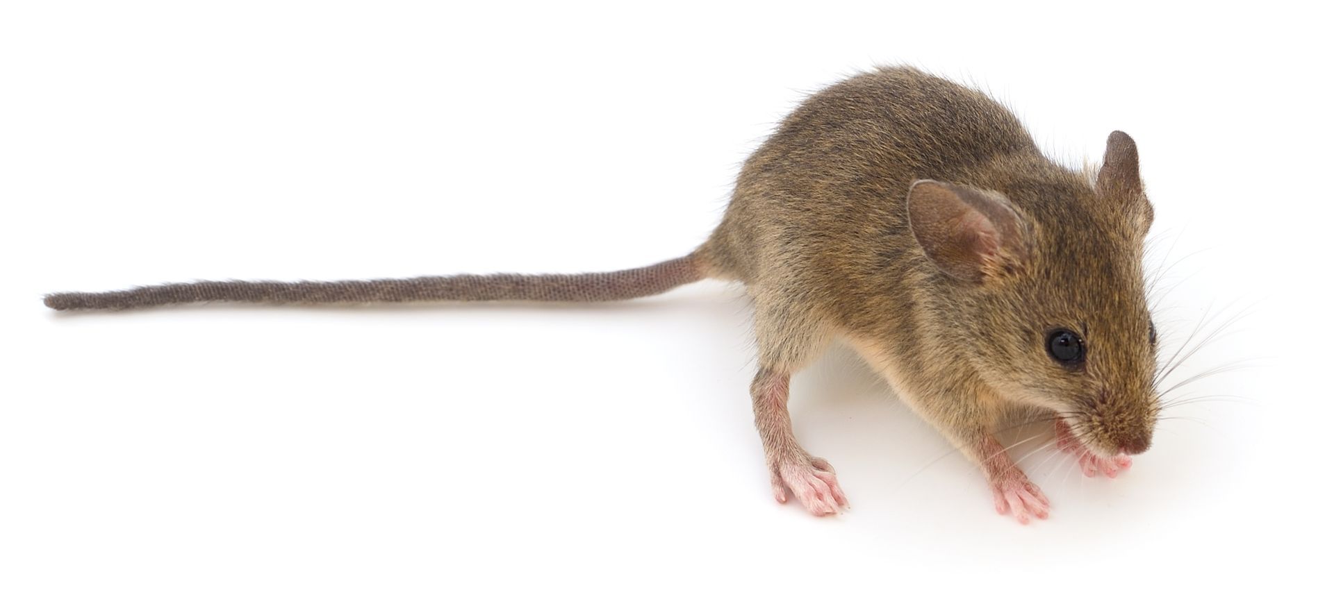 Petite souris brune, avec une longue queue.