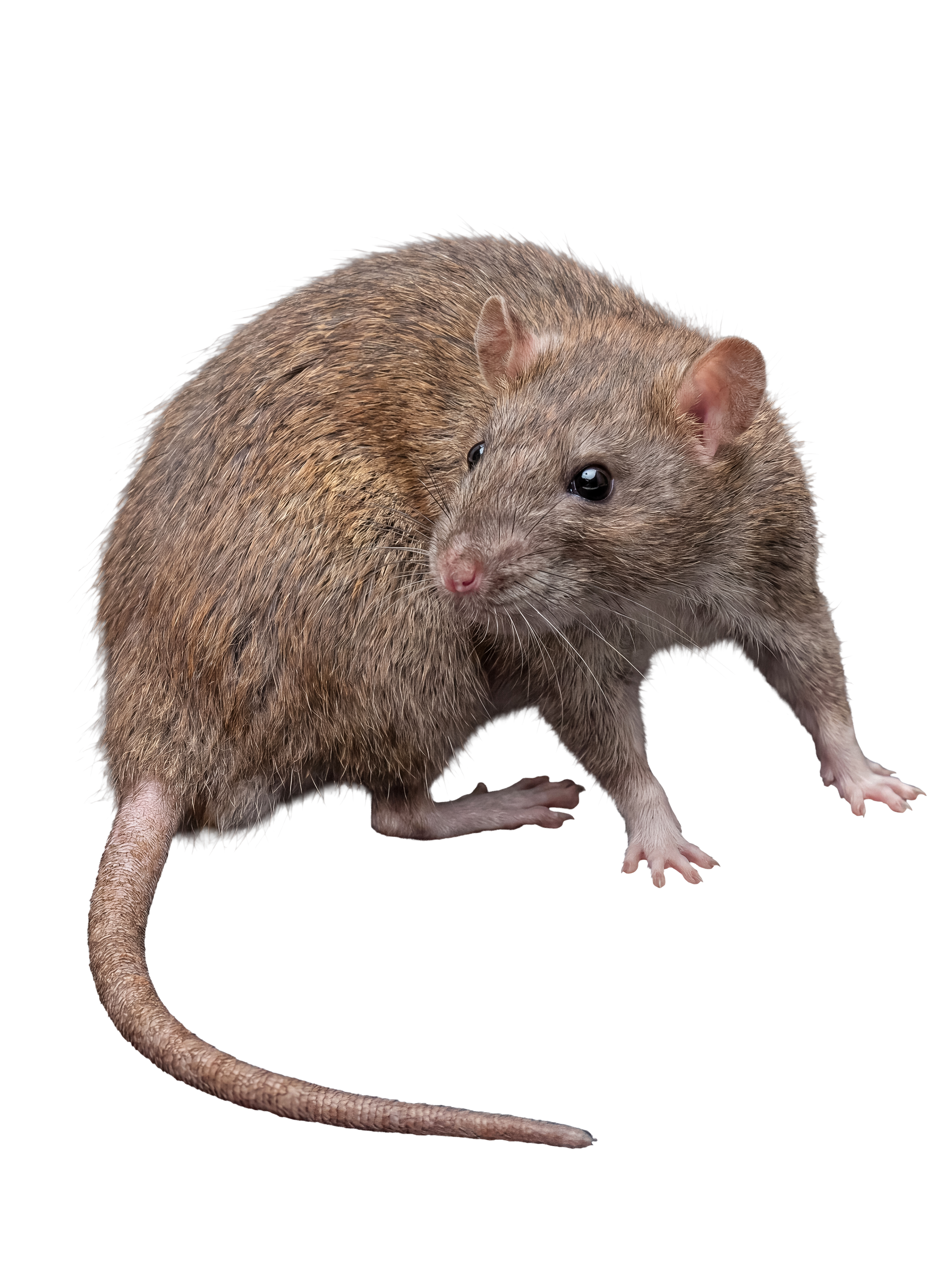 Rat brun debout tourné vers la droite, la longue queue visible.