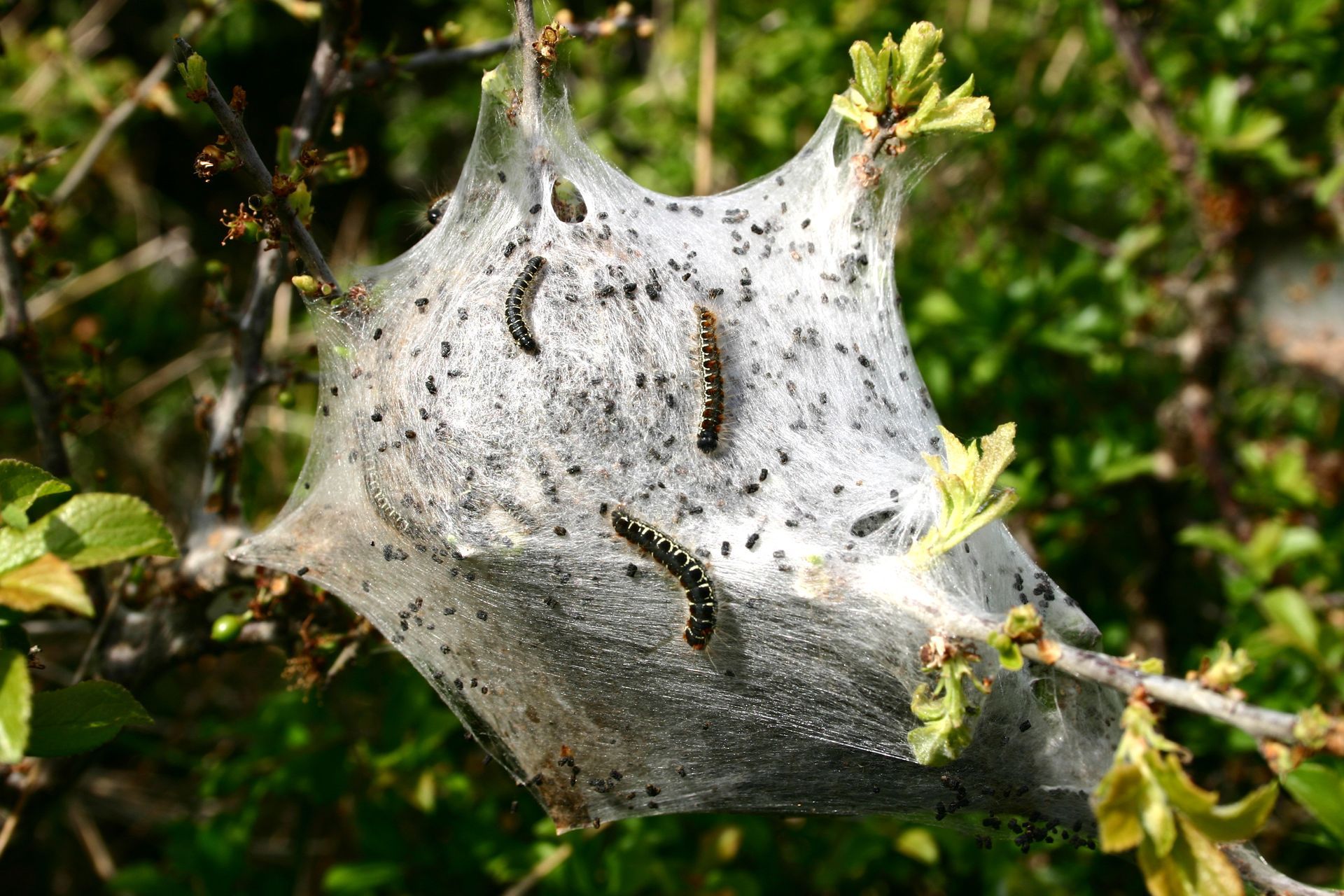 Nid de chenilles processionnaires blanc avec des chenilles sur des branches vertes.