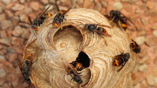 Des guêpes se regroupent autour d'un nid.