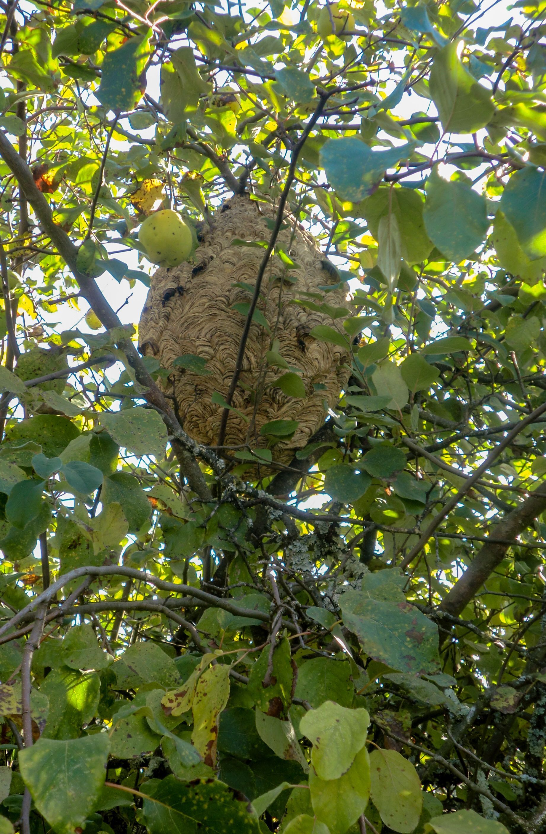 Grand nid de frelons suspendu à un arbre feuillu, avec un fruit vert à proximité.